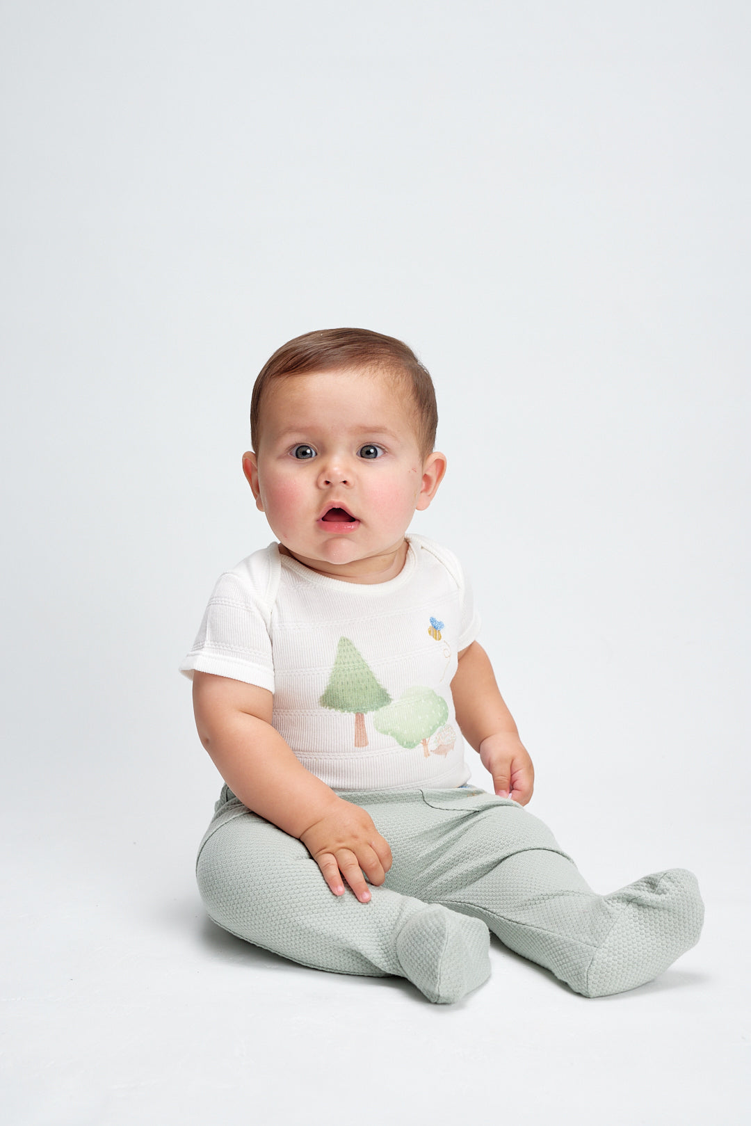 Body Animal Erizo Crudo