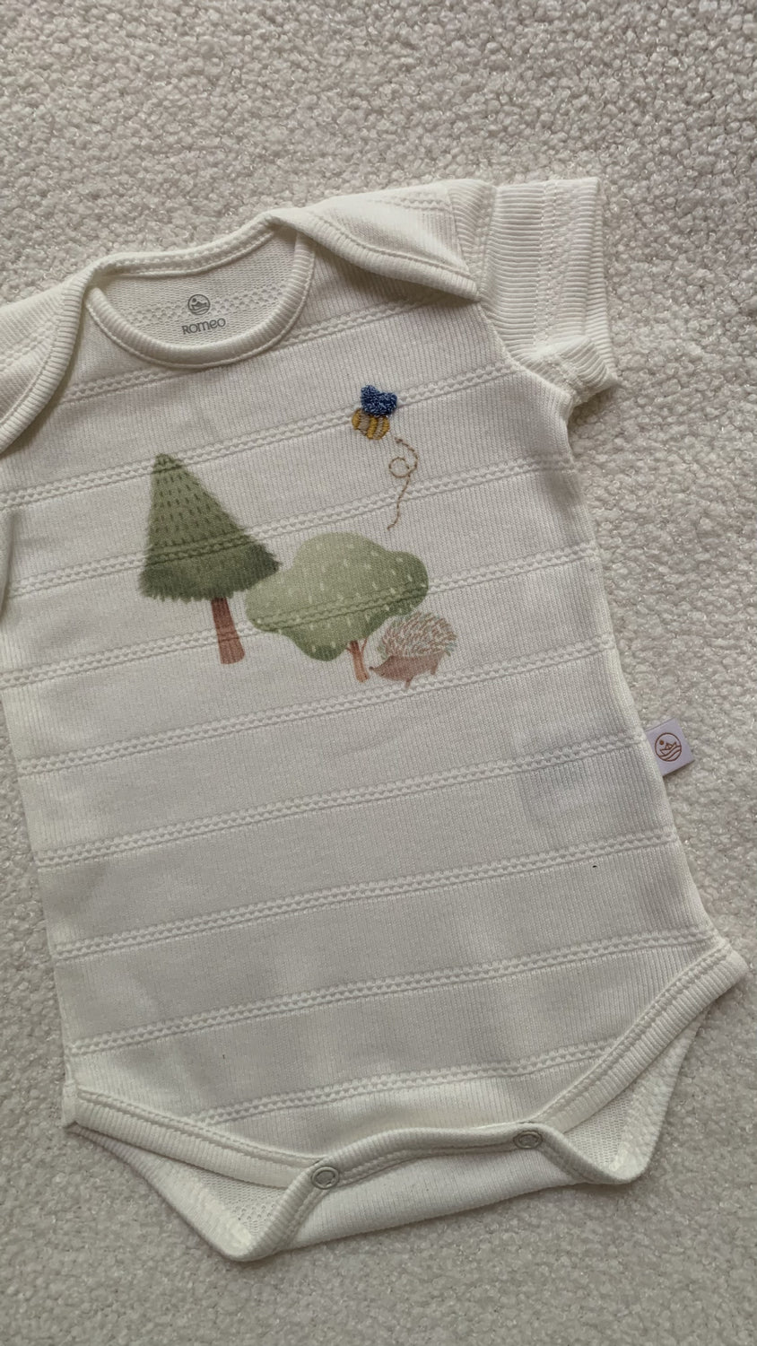 Body Animal Erizo Crudo