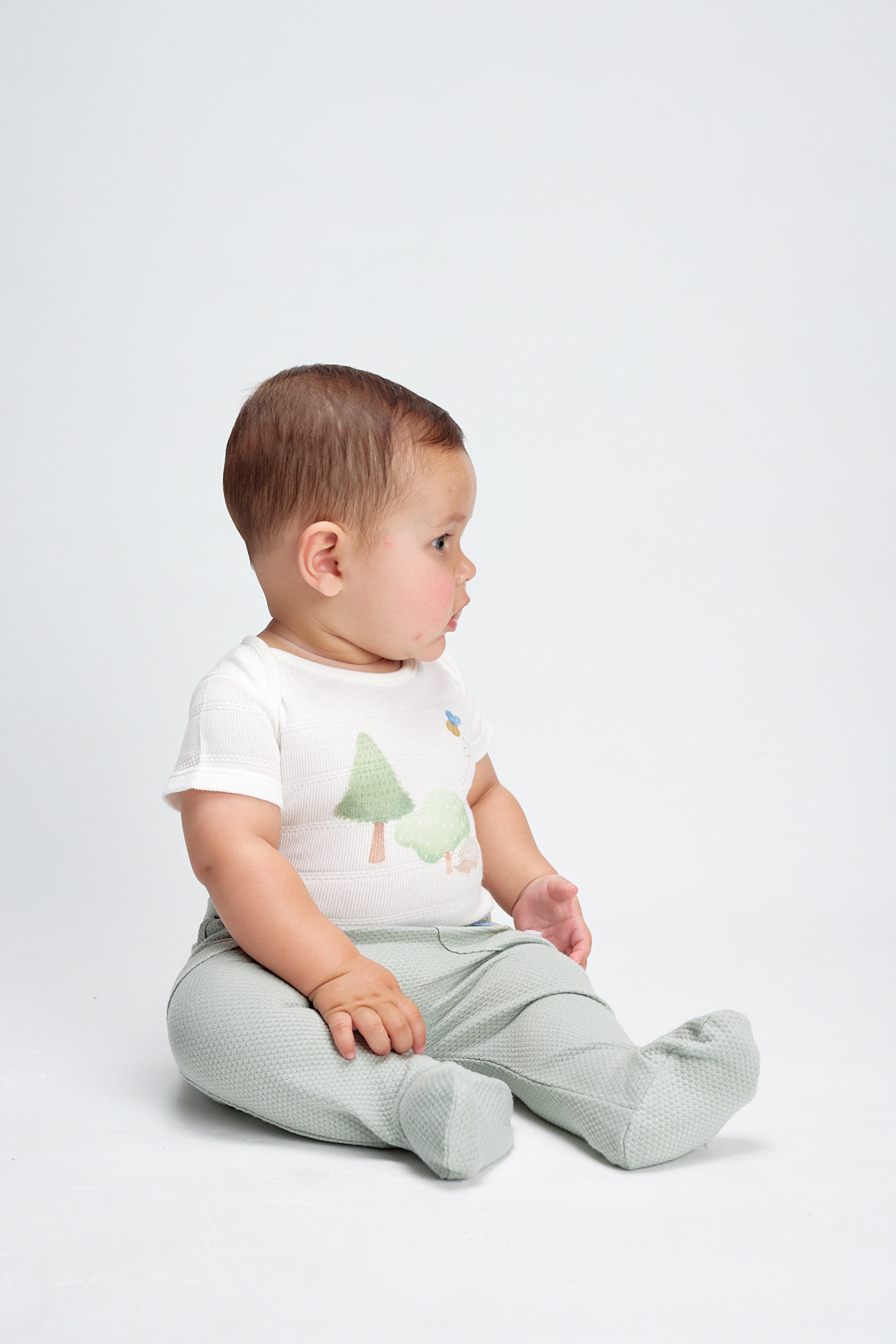 Body Animal Erizo Crudo